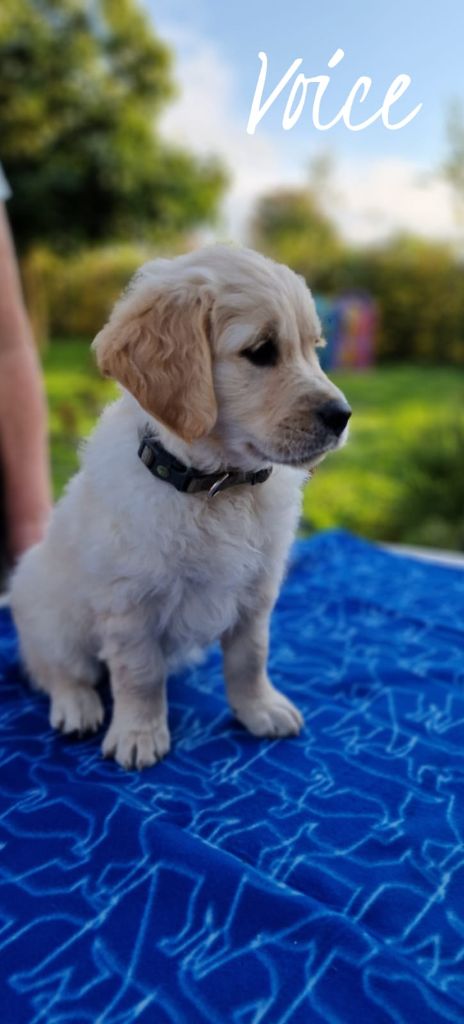 Du Domaine De La Talbotiere - Chiot disponible  - Golden Retriever