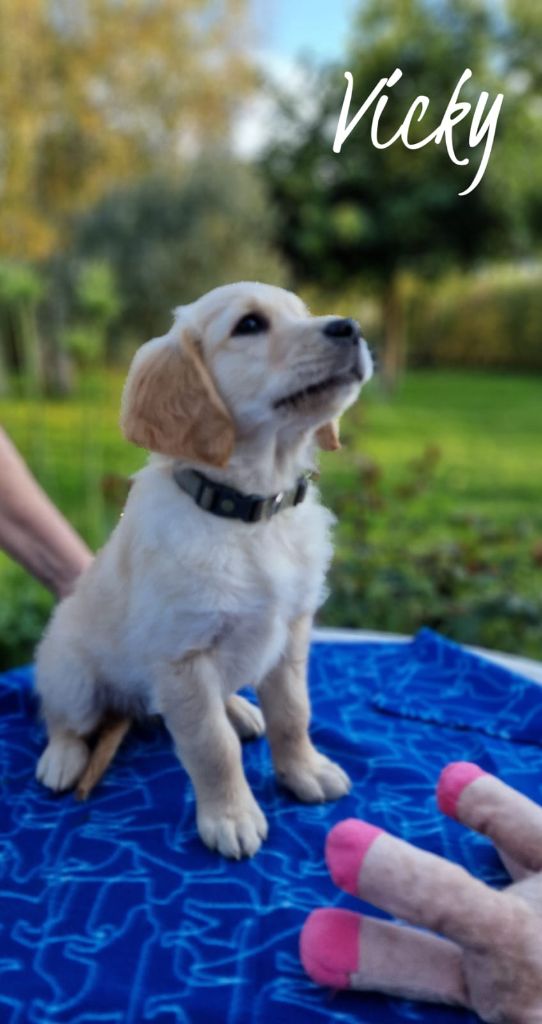 Du Domaine De La Talbotiere - Chiot disponible  - Golden Retriever