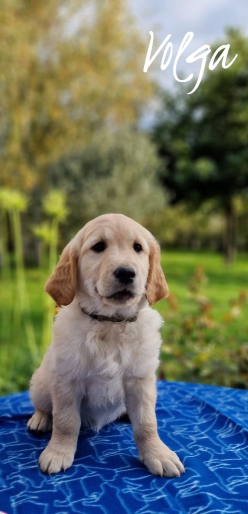 Du Domaine De La Talbotiere - Chiot disponible  - Golden Retriever