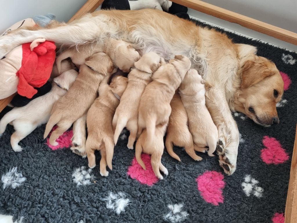 chiot Golden Retriever Du Domaine De La Talbotiere