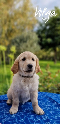 CHIOT 3 collier rouge