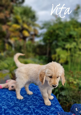 CHIOT 1 collier jaune